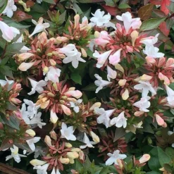 Abelia × Grandiflora -Stoneware Store pl0000000003 card3 lg