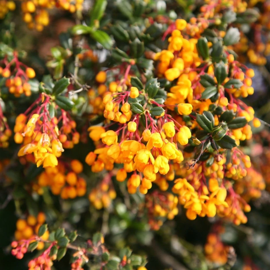 Berberis Darwinii 1 Berberis Darwinii