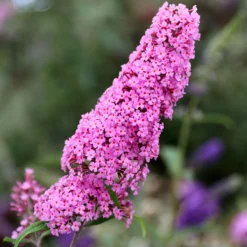 Buddleja 'Pink Delight'