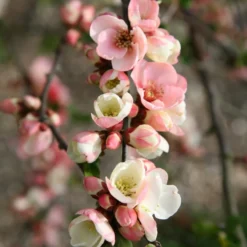 Chaenomeles Speciosa 'Moerloosei'