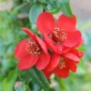 Chaenomeles × Superba 'Crimson And Gold'