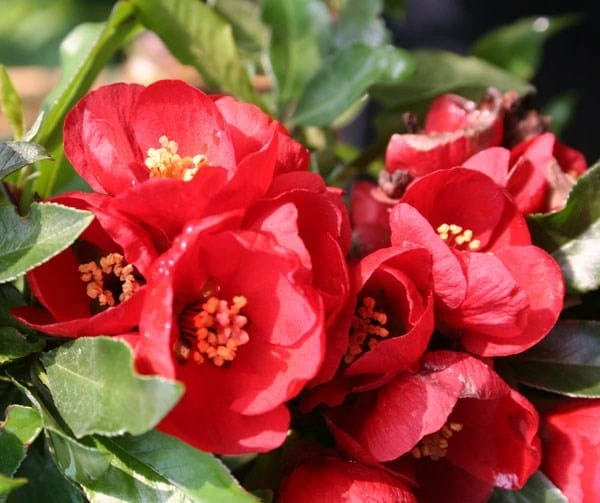 Chaenomeles × Superba 'Crimson And Gold' 4 Chaenomeles × Superba 'Crimson And Gold' - Image 4