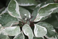 Cornus Alba 'Elegantissima' 6 Cornus Alba 'Elegantissima' -Stoneware Store pl0000000959 card3 lg