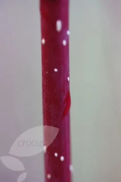 Cornus Alba 'Elegantissima' 7 Cornus Alba 'Elegantissima' -Stoneware Store pl0000000959 card4 lg