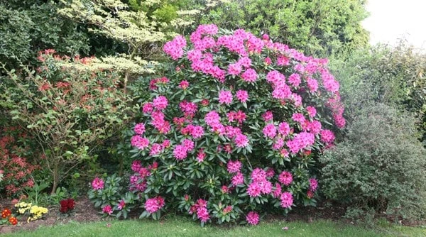 Rhododendron 'Cosmopolitan' 2 Rhododendron 'Cosmopolitan' - Image 2