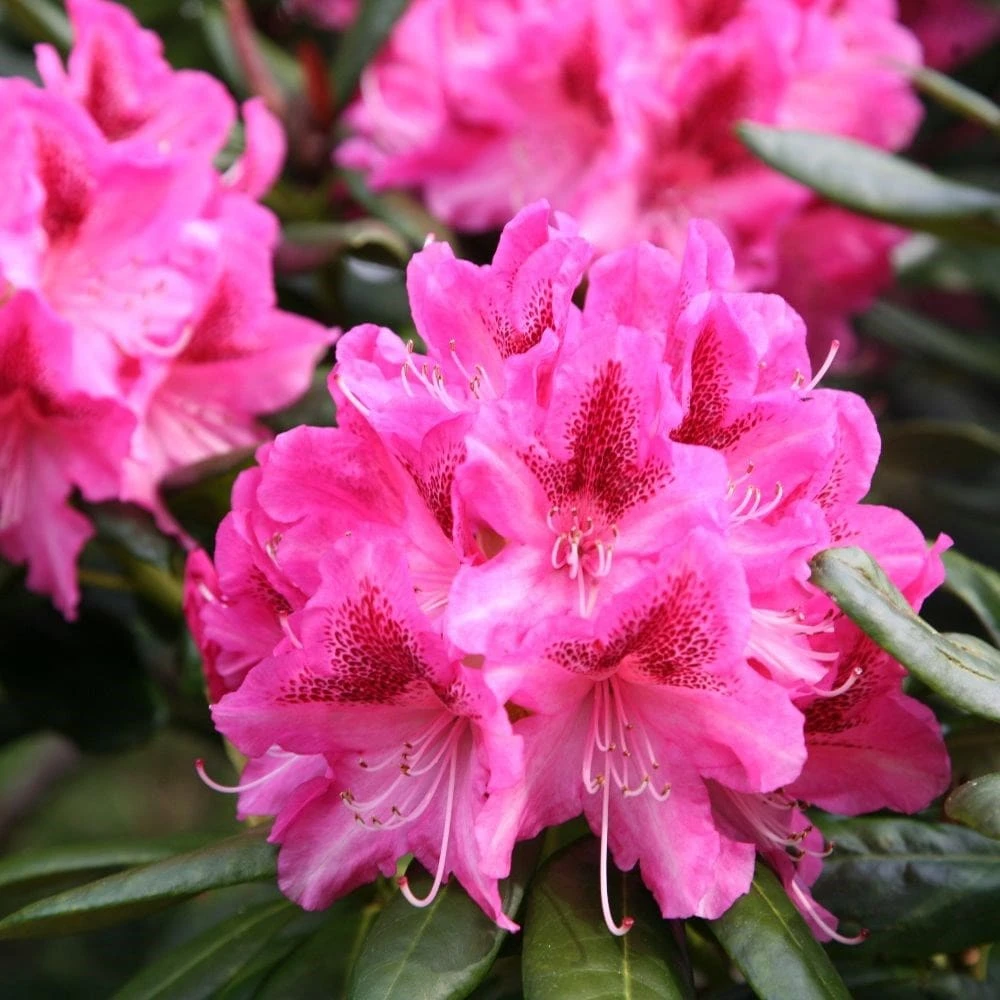 Rhododendron 'Cosmopolitan' 3 Rhododendron 'Cosmopolitan' - Image 3