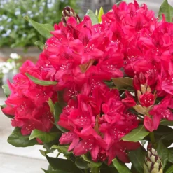 Rhododendron 'Nova Zembla' -Stoneware Store pl0000002242 card3 lg