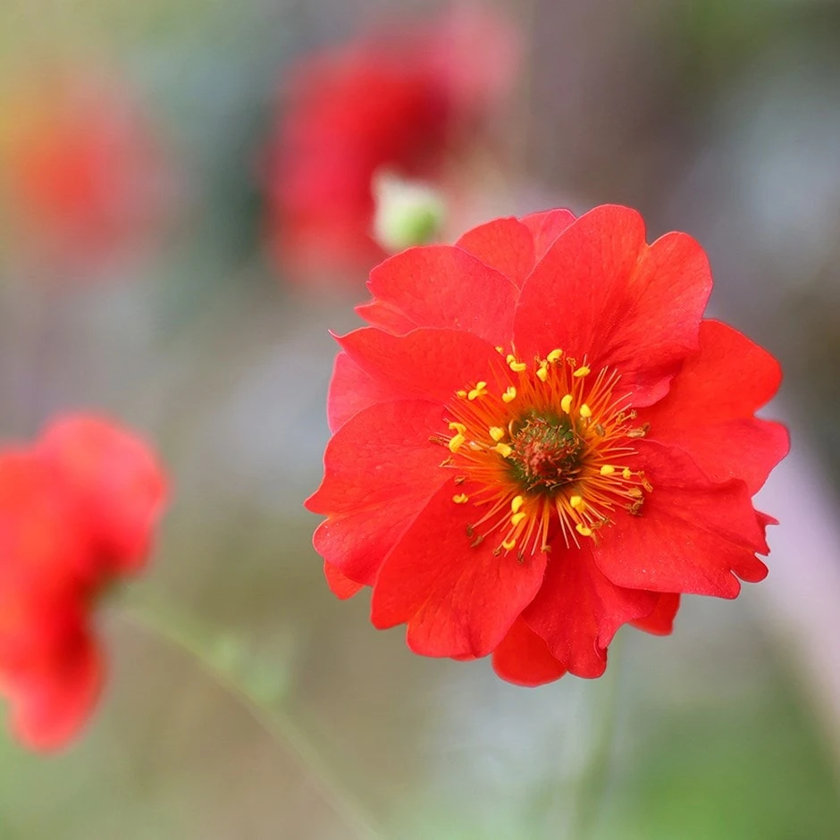 Geum 'Mrs J. Bradshaw' 1 Geum 'Mrs J. Bradshaw'