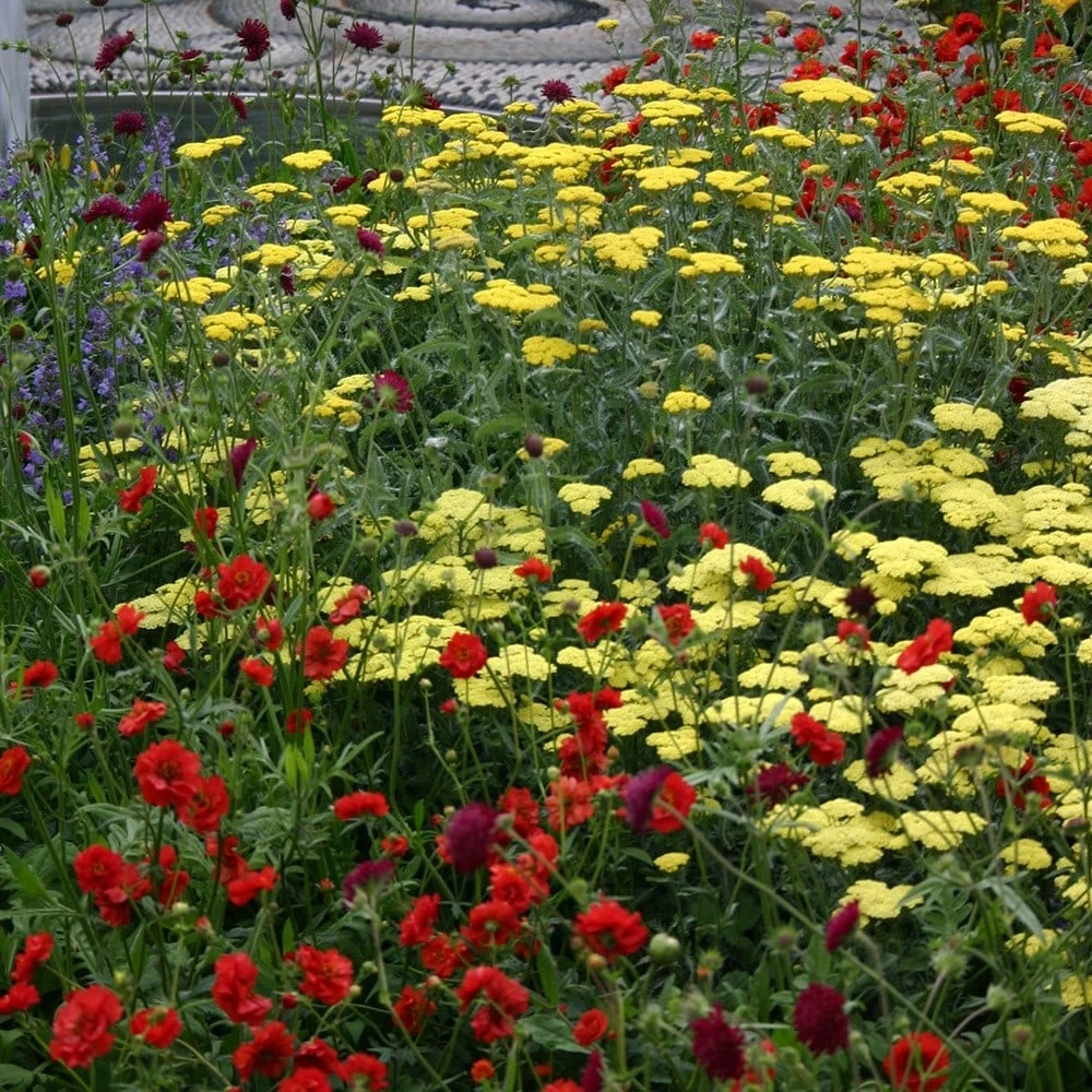 Geum 'Mrs J. Bradshaw' 2 Geum 'Mrs J. Bradshaw' - Image 2
