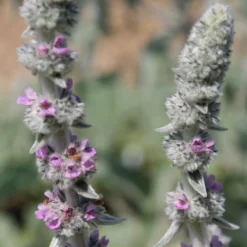 Stachys Byzantina 'Big Ears' -Stoneware Store pl0000003619 card3 lg