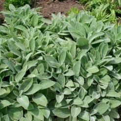 Stachys Byzantina 'Big Ears' -Stoneware Store pl0000003619 card4 lg