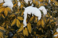 Elaeagnus × Submacrophylla 'Limelight' -Stoneware Store pl0000003775 card4 lg