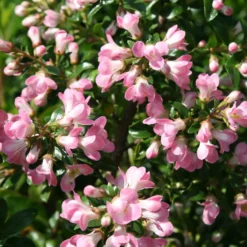 Escallonia 'Apple Blossom'