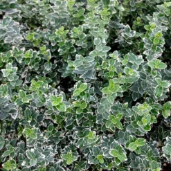 Euonymus Fortunei 'Emerald Gaiety' -Stoneware Store pl0000003820 card3 lg