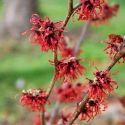 Hamamelis × Intermedia 'Diane'