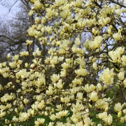 Magnolia 'Elizabeth' 8 Magnolia 'Elizabeth' -Stoneware Store pl0000004122 card4 lg