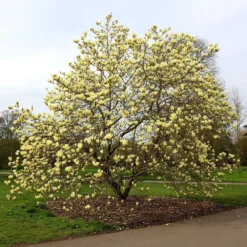 Magnolia 'Elizabeth' 9 Magnolia 'Elizabeth' -Stoneware Store pl0000004122 card5 lg