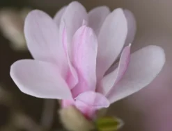 Magnolia × Loebneri 'Leonard Messel' -Stoneware Store pl0000004144 card4 lg