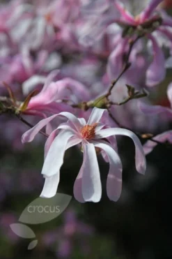 Magnolia × Loebneri 'Leonard Messel' -Stoneware Store pl0000004144 card6 lg