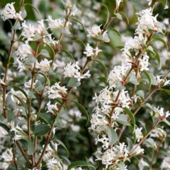 Osmanthus × Burkwoodii