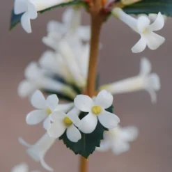 Osmanthus Delavayi