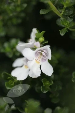 Prostanthera Cuneata -Stoneware Store pl0000004294 card4 lg