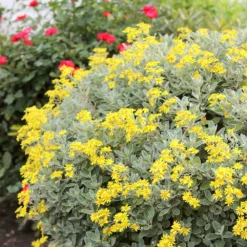 Brachyglottis (Dunedin Group) 'Sunshine' 5 Brachyglottis (Dunedin Group) 'Sunshine' -Stoneware Store pl0000004376 card3 lg