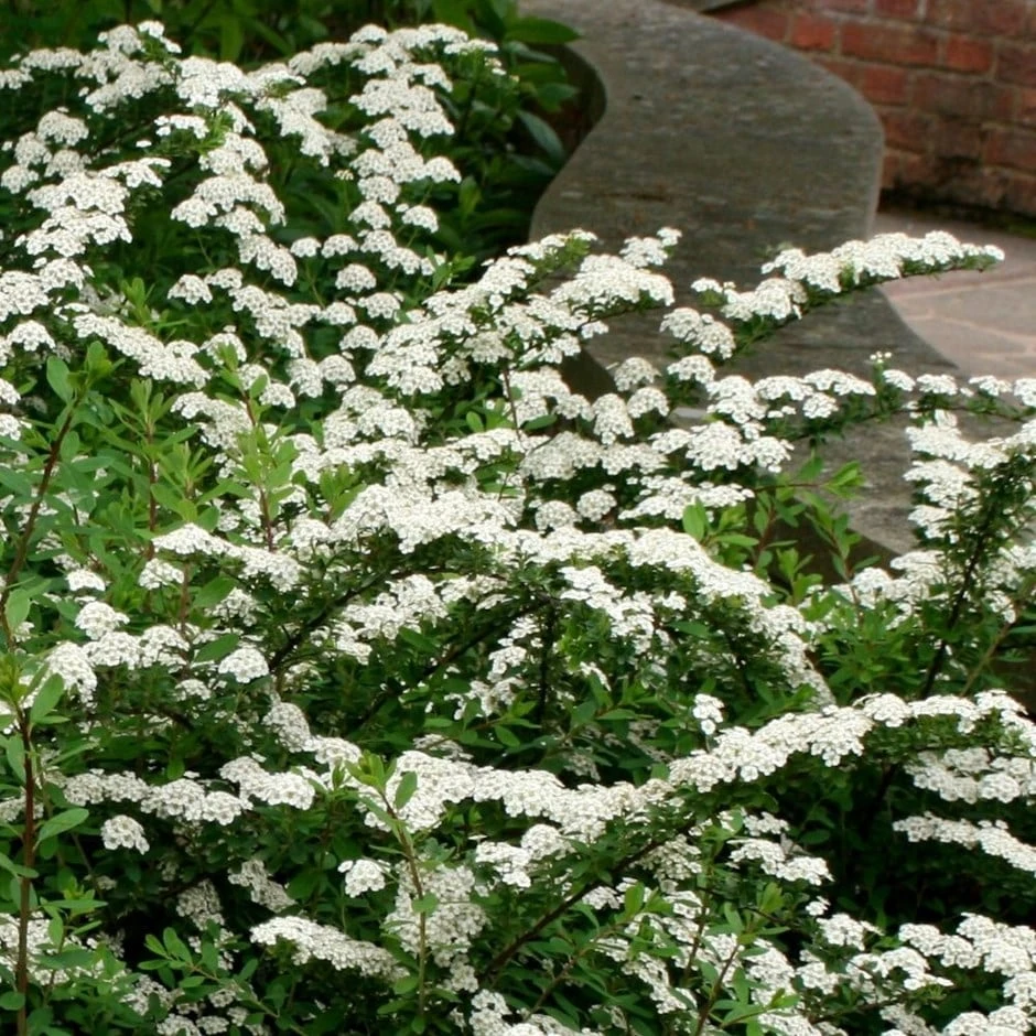 Spiraea Nipponica 'Snowmound' 1 Spiraea Nipponica 'Snowmound'