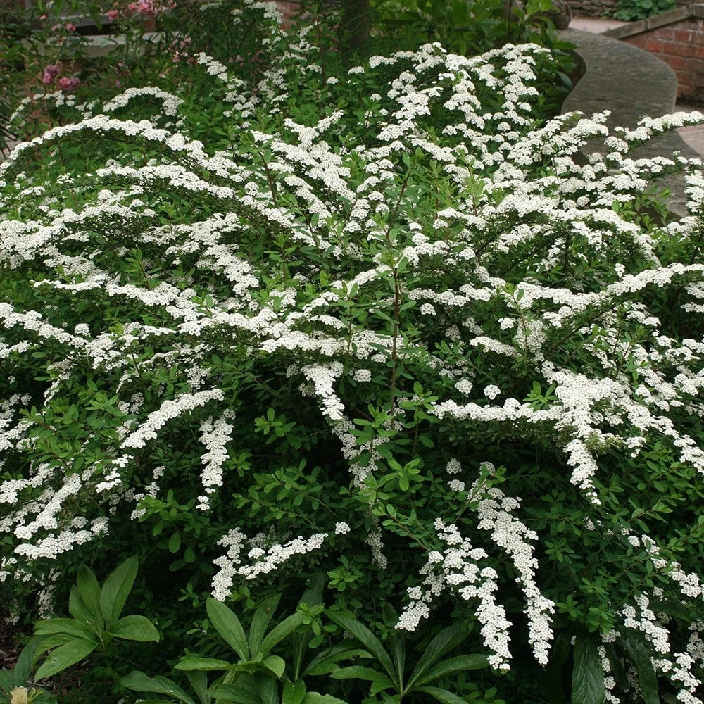 Spiraea Nipponica 'Snowmound' 2 Spiraea Nipponica 'Snowmound' - Image 2