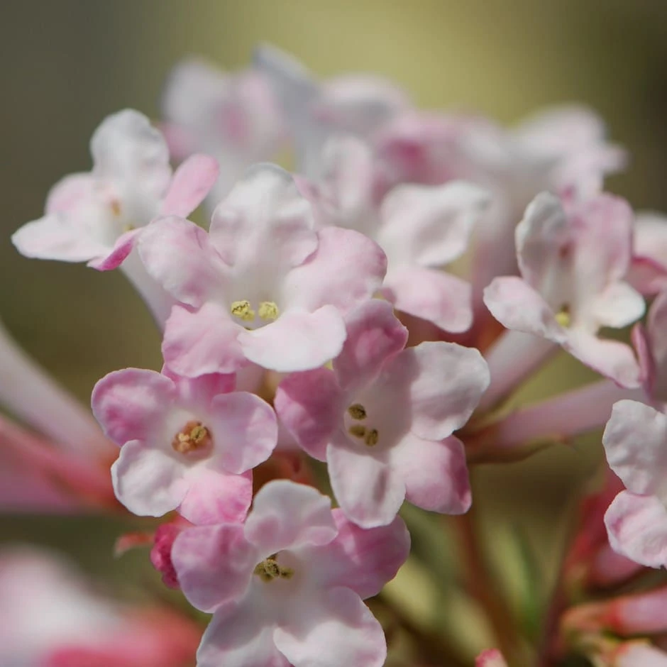 Viburnum × Bodnantense 'Charles Lamont' 1 Viburnum × Bodnantense 'Charles Lamont'