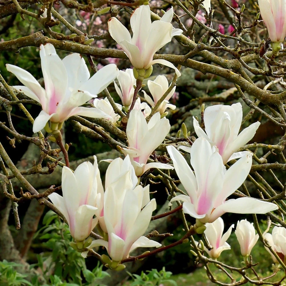 Magnolia × Soulangeana 'Alba Superba' 2 Magnolia × Soulangeana 'Alba Superba' - Image 2