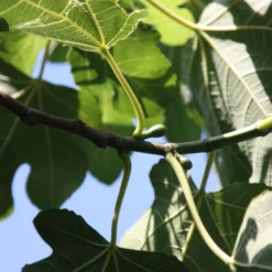 Fig 'Brown Turkey' -Stoneware Store pl1000000029 card4 lg scaled