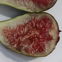 Fig 'Brown Turkey' -Stoneware Store pl1000000029 card5 lg scaled