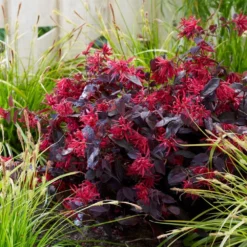 Loropetalum Chinense Var. Rubrum 'Fire Dance' 7 Loropetalum Chinense Var. Rubrum 'Fire Dance' -Stoneware Store pl1000000932 card3 lg