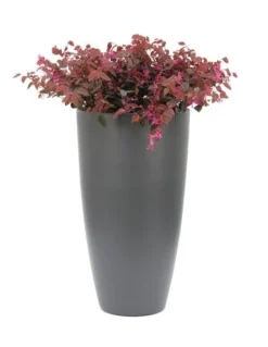 Loropetalum Chinense Var. Rubrum 'Fire Dance' 8 Loropetalum Chinense Var. Rubrum 'Fire Dance' -Stoneware Store pl1000000932 card4 lg