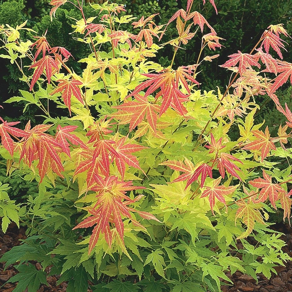 Acer Palmatum 'Orange Dream' 1 Acer Palmatum 'Orange Dream'