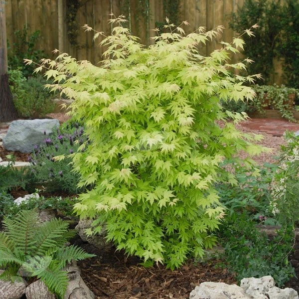 Acer Palmatum 'Orange Dream' 2 Acer Palmatum 'Orange Dream' - Image 2