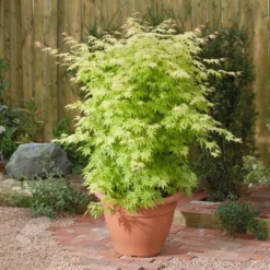 Acer Palmatum 'Orange Dream' 5 Acer Palmatum 'Orange Dream' -Stoneware Store pl2000004371 card3 lg