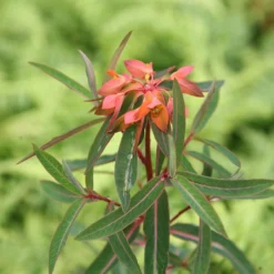 Euphorbia Griffithii 'Fireglow' -Stoneware Store pl2000012387 card3 lg