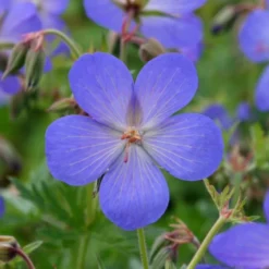 Geranium × Johnsonii 'Johnson's Blue' -Stoneware Store pl2000012646 card3 lg