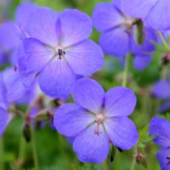Geranium × Johnsonii 'Johnson's Blue' -Stoneware Store pl2000012646 card5 lg