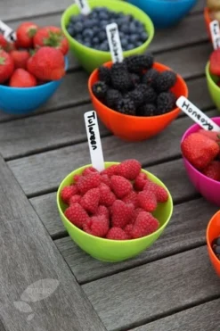 Raspberry 'Tulameen' -Stoneware Store pl2000012885 card3 lg