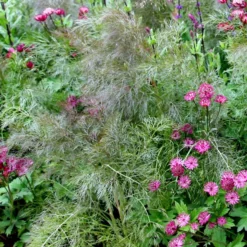 Foeniculum Vulgare 'Purpureum'