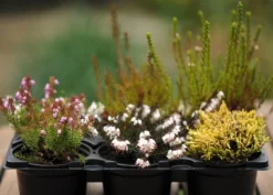 Heather Collection (6 Mixed Heathers) -Stoneware Store pl2000017456 card3 lg