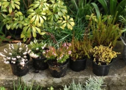 Heather Collection (6 Mixed Heathers) -Stoneware Store pl2000017456 card4 lg