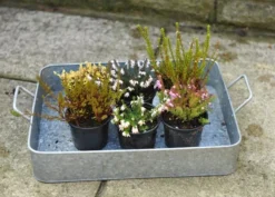 Heather Collection (6 Mixed Heathers) -Stoneware Store pl2000017456 card5 lg