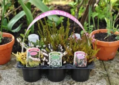 Heather Collection (6 Mixed Heathers) -Stoneware Store pl2000017456 card6 lg