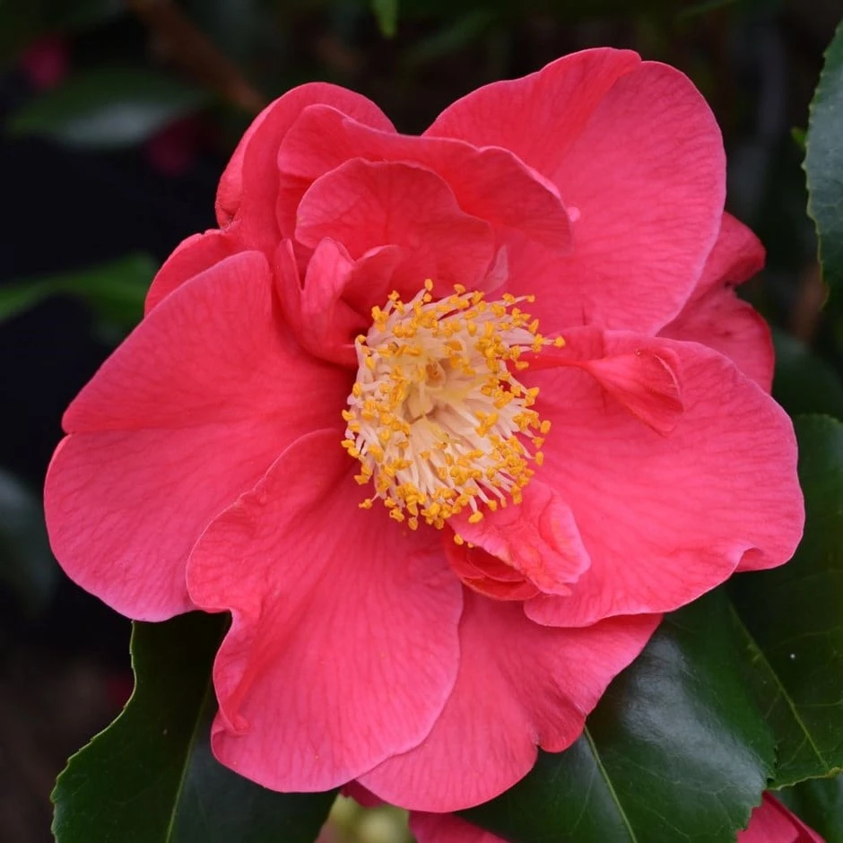 Camellia Japonica 'Doctor King' 1 Camellia Japonica 'Doctor King'