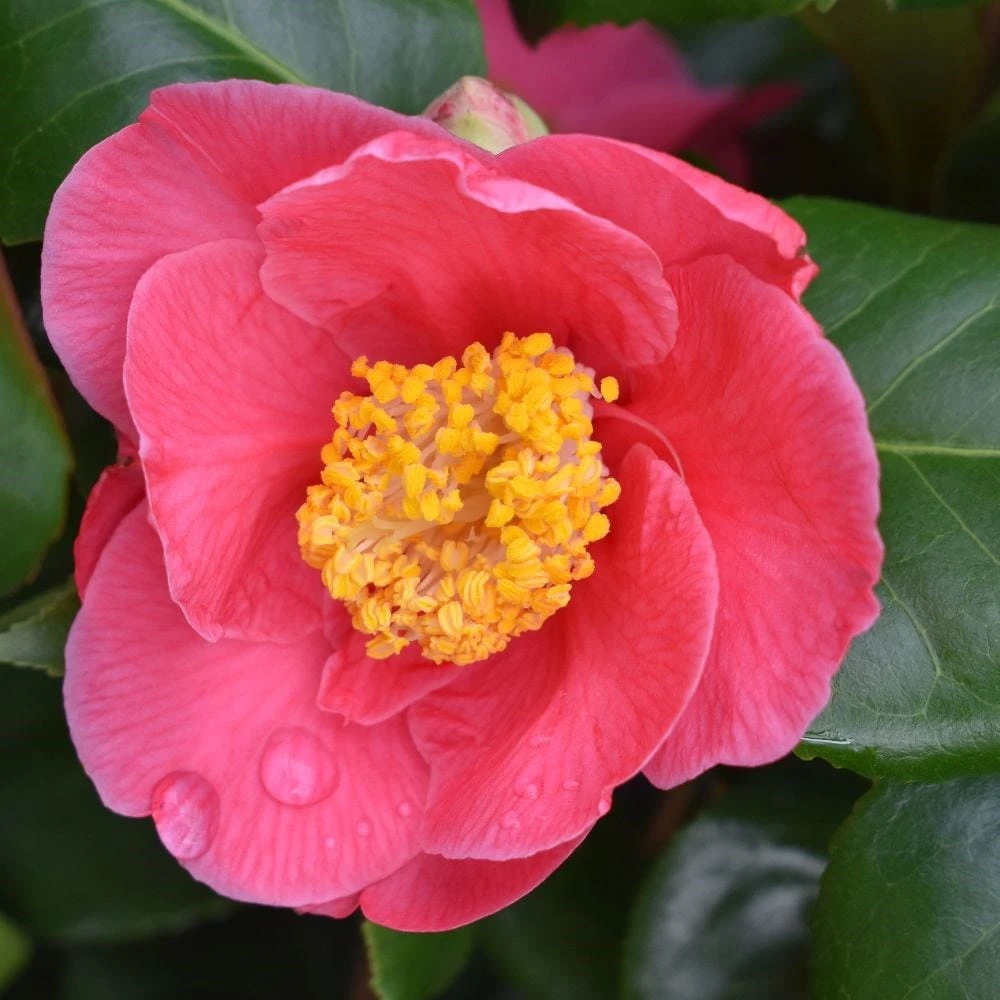 Camellia Japonica 'Doctor King' 2 Camellia Japonica 'Doctor King' - Image 2