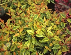 Stoneware Store -Stoneware Store pl2000019572 card2 lg